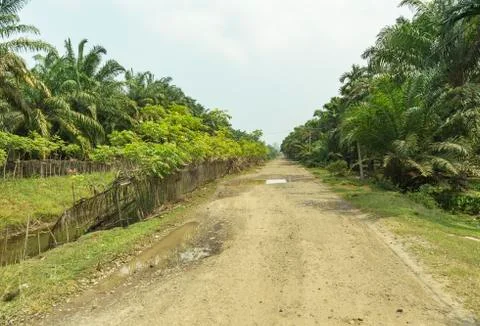 Bumpy gravel road at palm oil plantations seen on a hazy day in Bengkulu Stock Photos