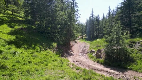 Bumpy Jungle Path Stock Footage 274533339