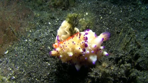 Bumpy mexichromis (Bumpy mexichromis) mating  Indonesia Video stock 78838674