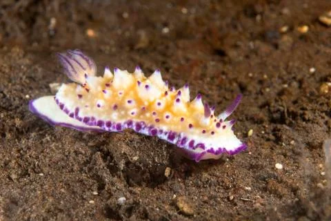 Bumpy mexichromis doris nudibranch Stock Photos