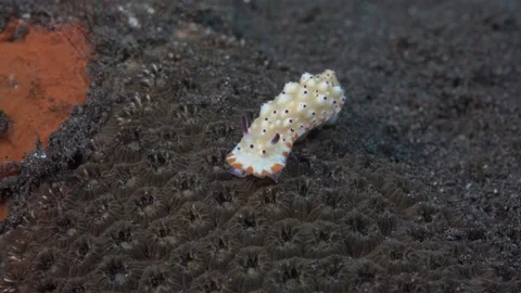 Bumpy Mexichromis Video stock 228760193