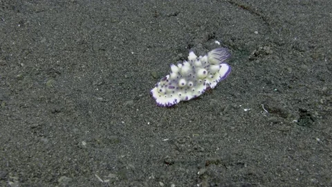 Bumpy Mexichromis Video stock 230057151