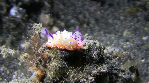 Bumpy mexichromis (Mexichromis multituberculata ) nudibranch from Indonesia 스톡 동영상 78837297
