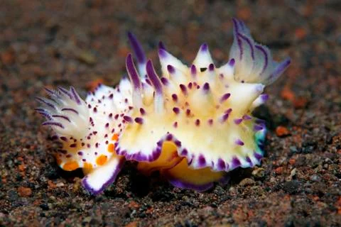 Bumpy Mexichromis Mexichromis multituberculata Star snails during mating Bali Stock Photos