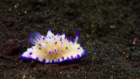 Bumpy Mexichromis sits motionless on black volcanic sand in a weak current. Stock Footage 136719873