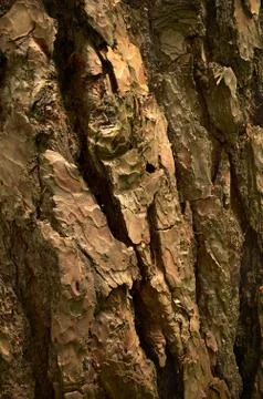 Bumpy pine bark. Amber skin of old evergreen conifer tree. Close-up photo Stock Photos