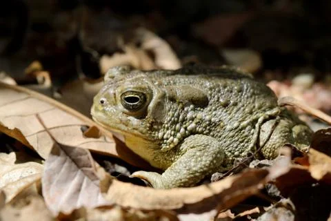 Bumpy Plains Toad Fotos Stock