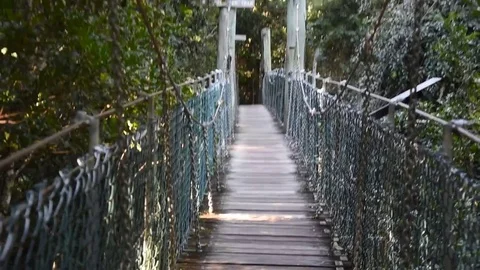 Bumpy POV walk across wood span bridge in rainforest  Stock Footage 77491798