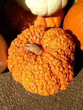 Bumpy pumpkin Fotos de archivo