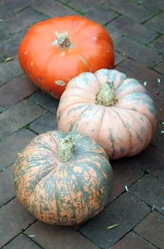 Bumpy pumpkin Stock Photos