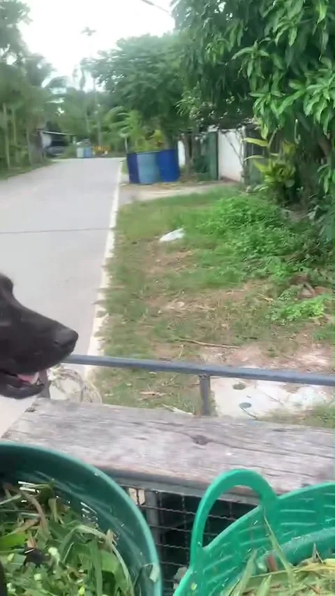 Bumpy Road Tips Dog Off Trailer Stock Footage 282214099
