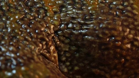 Bumpy Surface Melting and Bubbling Stock Footage 74508321