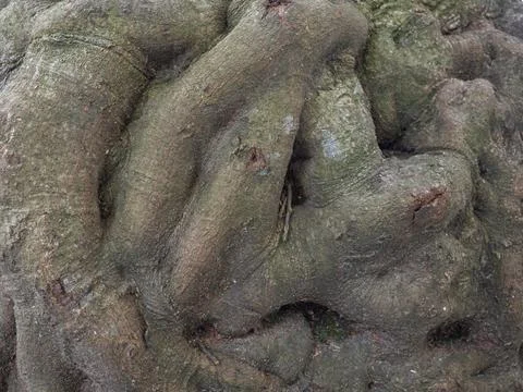 Bumpy tree bark. bark structure. Tree trunk close-up. Bark of tree. Foto stock