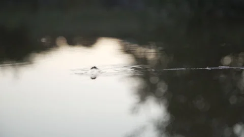 Bun 스톡 동영상 93143523