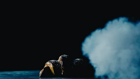 Bun Stock Footage 224691168