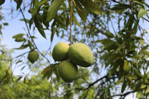 Bunch of 3 mango hanging Stock Photos