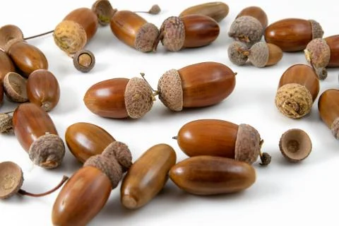 	A bunch of acorns Stock Photos