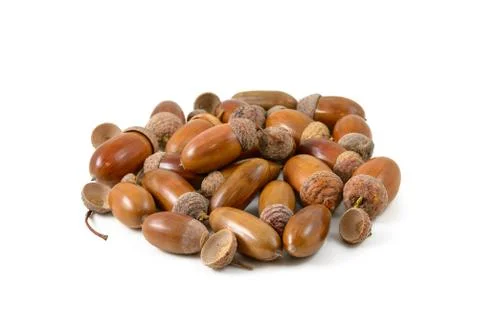 	A bunch of acorns Stock Photos