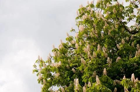 Bunch of Aesculus flowers on tree on cloudy sky Stock Photos