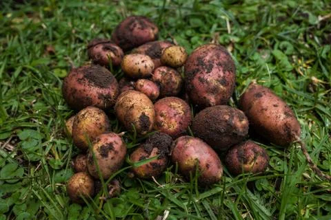 Bunch of andean potato with dirt from harvest over grass Stock Photos