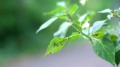 A bunch of ants Stock Footage 228781065