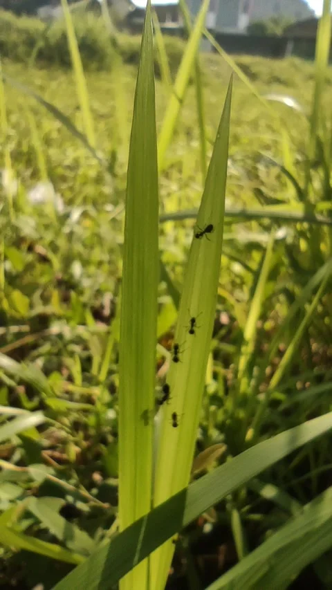 A Bunch of Ants In the Grass Stock Footage 210334012
