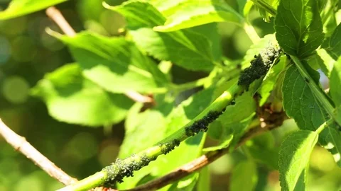 A bunch of aphids on a thin branch of an elder tree - sambucus nigra Stock Footage 101066795