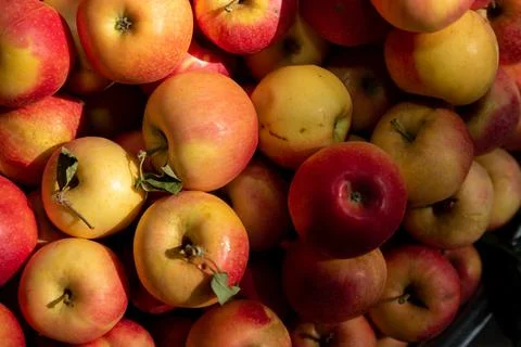A bunch of apples , background of red apples , fruit in dramatic light Stock Photos