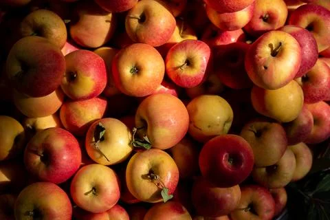 A bunch of apples , background of red apples , fruit in dramatic light Stock Photos