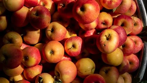 A bunch of apples , background of red apples , fruit in dramatic light Stock Photos