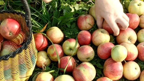 A bunch of apples folded in the basket. red ripe apple on the grass Stock Footage 81342100