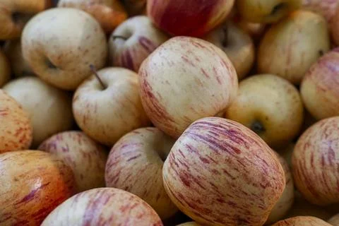 Bunch of apples with red and yellow stripes Stock Photos