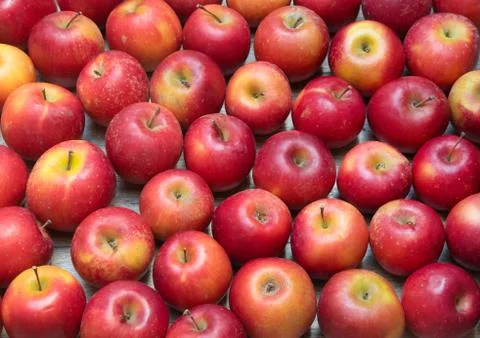 Bunch of apples on the table Stock Photos
