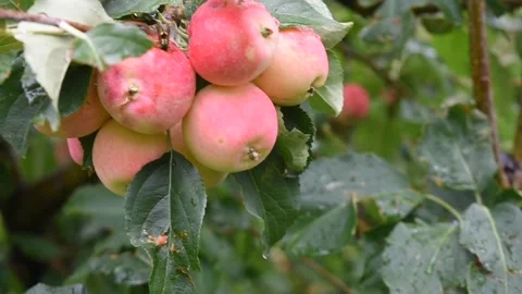 Bunch of apples on tree Stock Footage 191204346