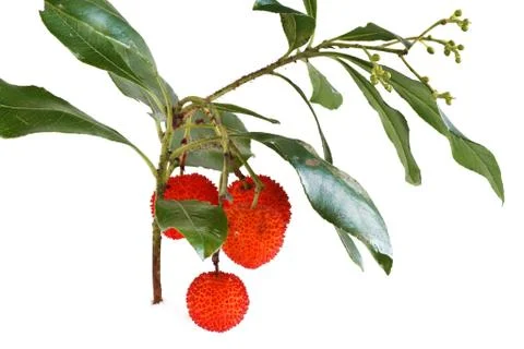 Bunch of arbutus Stock Photos