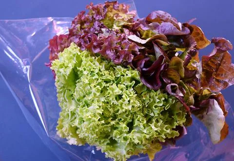 A bunch of assorted fresh lettuce in plastic packaging on a blue background Stock Photos