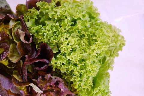 A bunch of assorted fresh lettuce in plastic packaging on a blue background Stock Photos
