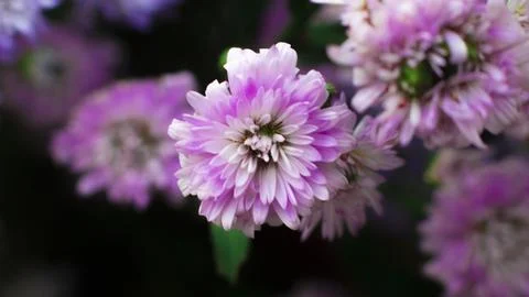 Bunch of aster Stock Photos