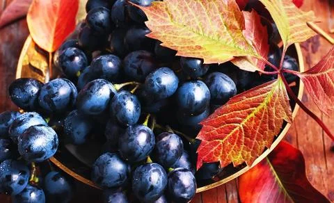 Bunch of autumn grape Stock Photos