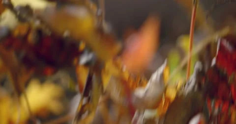 Bunch of autumn leaves falling down in slow motion 3 Vídeo Stock 131016281