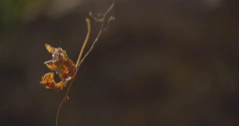 Bunch of autumn leaves falling down in slow motion 1 Stock Footage 131016693