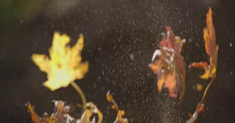 Bunch of autumn leaves falling down in slow motion 2 Stock Footage 131017077