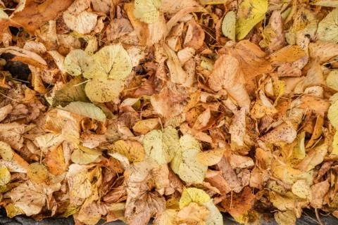 A bunch of autumn leaves Stock-Fotos