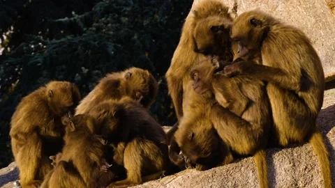 A bunch of baboons sitting on a rock Stock Footage 140617876