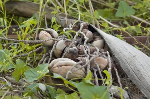 A bunch of bad coconuts,Bad coconut falling from a tree, Stock Photos