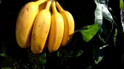 Bunch of bananas being washed in slow motion and green plants background. Video stock 132018173