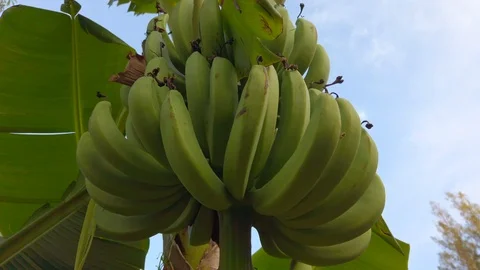 Bunch of bananas growing on a palm tree Stock Footage 126032917
