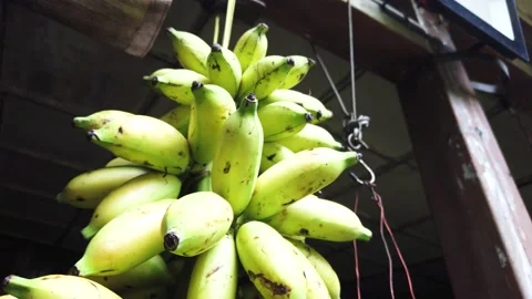 Bunch of bananas hanging and rotating Stock Footage 211277186