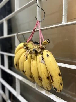 A bunch of bananas hanging from a hook Stock Photos