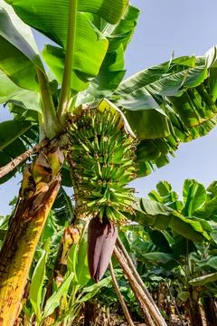 A bunch of bananas hanging from a tree Stock Photos